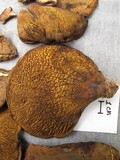Boletinellus merulioides image
