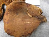 Boletinellus merulioides image