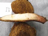 Boletinellus merulioides image
