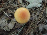 Hygrophorus flavodiscus image
