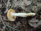 Hygrophorus flavodiscus image