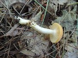 Hygrophorus flavodiscus image