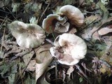 Clitocybe subclavipes image