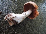 Cortinarius laniger image