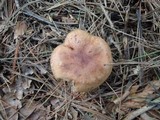 Tricholoma stans image