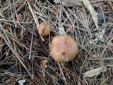 Tricholoma stans image