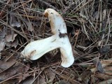 Tricholoma stans image