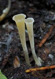 Clavicorona taxophila image