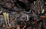 Clavicorona taxophila image