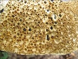 Inonotus dryadeus image