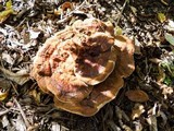 Ganoderma sessile image