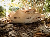 Ganoderma sessile image