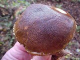 Boletellus mirabilis image