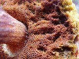 Boletellus mirabilis image