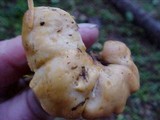 Cantharellus formosus image