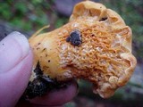 Cantharellus formosus image
