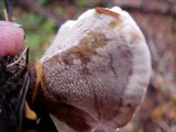 Coltricia perennis image