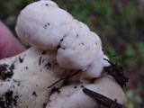 Cantharellus subalbidus image