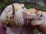 Cantharellus subalbidus image