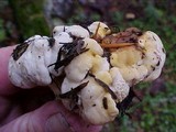 Cantharellus subalbidus image