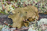 Lasallia papulosa image