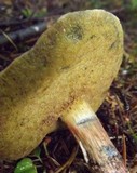 Boletus chrysenteron image