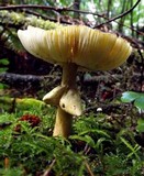 Amanita augusta image