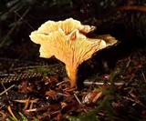 Hygrophoropsis aurantiaca image
