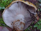 Tricholoma focale image
