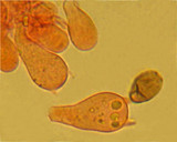 Psathyrella prona image