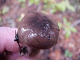 Lactarius pseudomucidus image