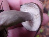 Lactarius pseudomucidus image