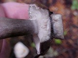 Lactarius pseudomucidus image