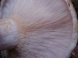 Lactarius resimus image