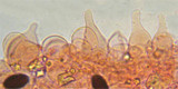 Psathyrella prona image