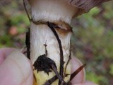 Gomphidius smithii image