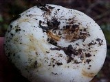 Lactarius resimus image