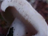 Lactarius resimus image
