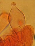 Psathyrella prona image