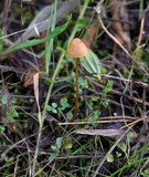 Galerina vittiformis image