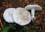 Amanita silvicola image