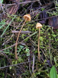 Galerina vittiformis image