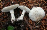 Amanita silvicola image