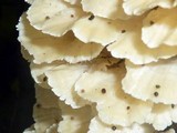 Trametes membranacea image