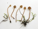 Galerina vittiformis image