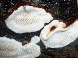 Earliella scabrosa image