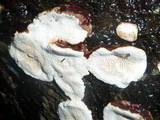 Earliella scabrosa image