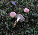 Gomphidius subroseus image