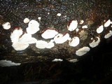 Earliella scabrosa image