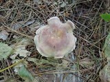 Clitocybe martiorum image